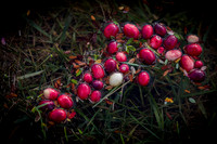 Saratoga Cranberry Harvest 2013-003