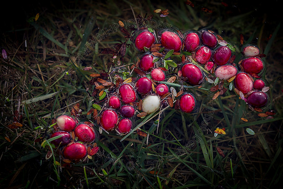 Saratoga Cranberry Harvest 2013-003