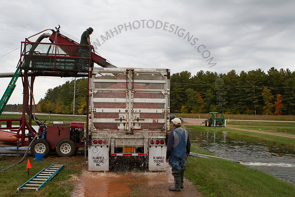 Saratoga Cranberry Harvest 2013-041