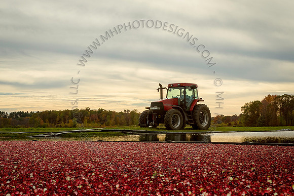 Saratoga Cranberry Harvest 2013-168