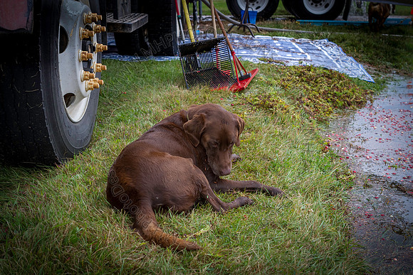 Saratoga Cranberry Harvest 2013-044
