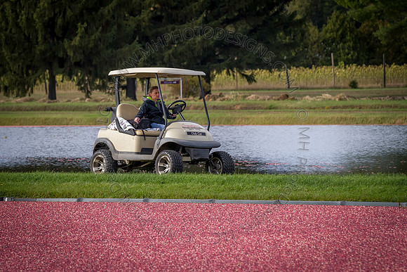 Saratoga Cranberry Harvest 2013-158