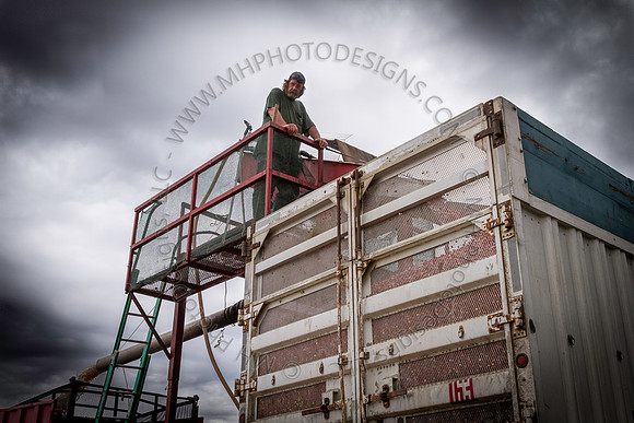 Saratoga Cranberry Harvest 2013-051