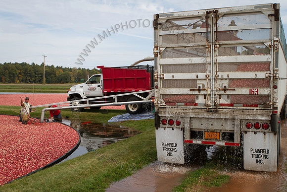 Saratoga Cranberry Harvest 2013-029