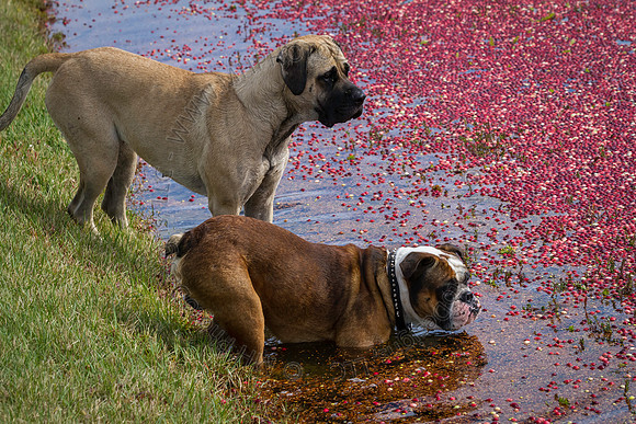Saratoga Cranberry Harvest 2013-122
