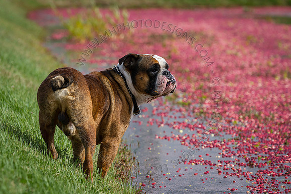 Saratoga Cranberry Harvest 2013-123