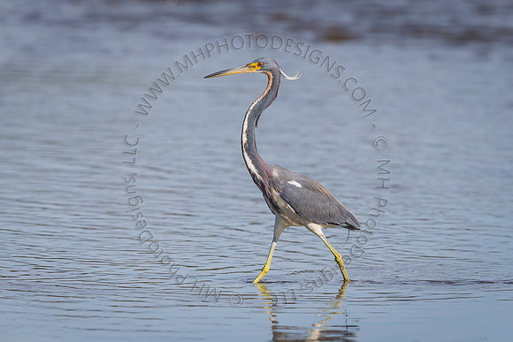 Florida Getaway 2015-001