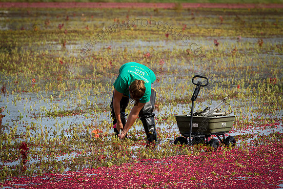 Saratoga Cranberry Harvest 2013-130
