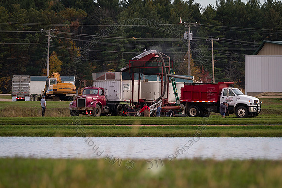 Saratoga Cranberry Harvest 2013-170