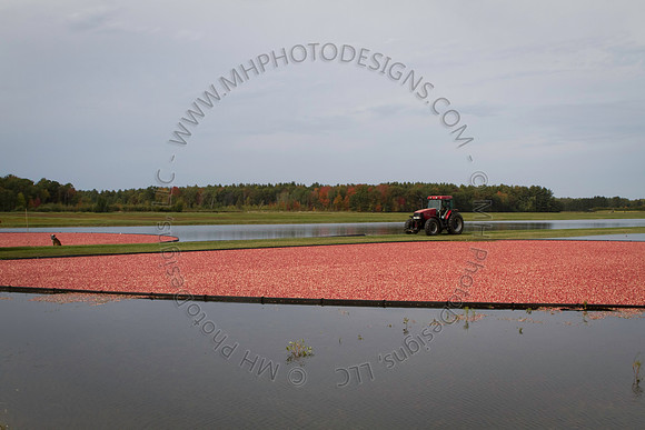 Saratoga Cranberry Harvest 2013-022
