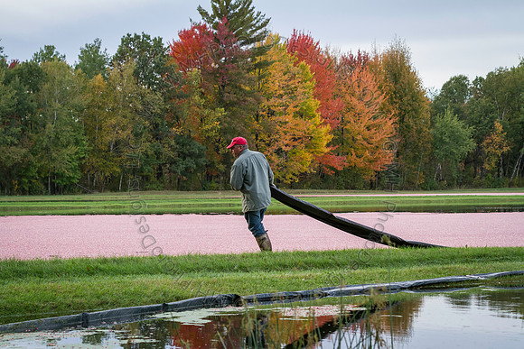 Saratoga Cranberry Harvest 2013-080