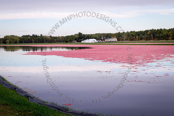 Saratoga Cranberry Harvest 2013-057