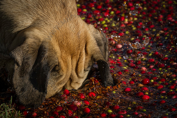 Saratoga Cranberry Harvest 2013-154