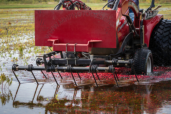 Saratoga Cranberry Harvest 2013-115
