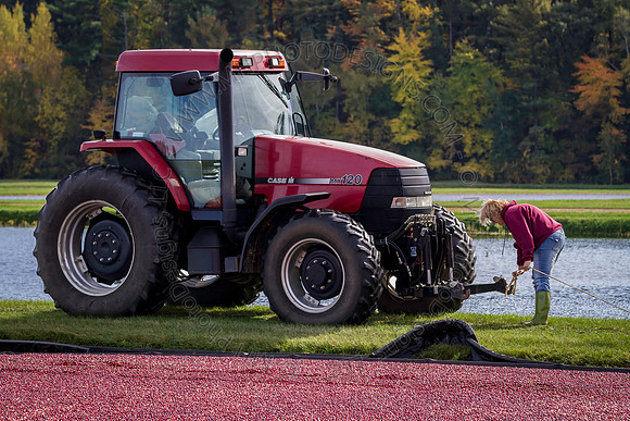 Saratoga Cranberry Harvest 2013-138