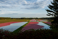 Saratoga Cranberry Harvest 2013-018