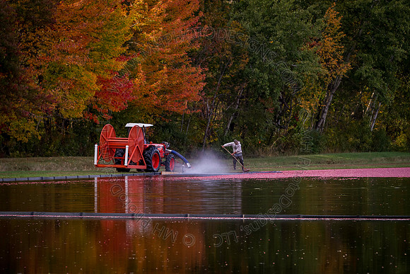 Saratoga Cranberry Harvest 2013-094