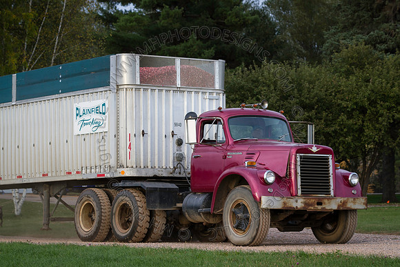 Saratoga Cranberry Harvest 2013-195
