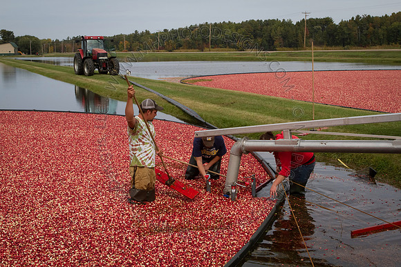 Saratoga Cranberry Harvest 2013-027