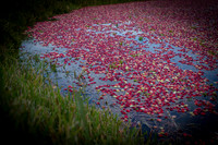 Saratoga Cranberry Harvest 2013-011