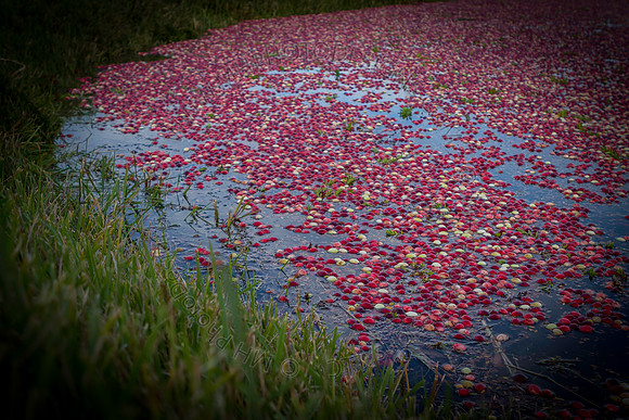 Saratoga Cranberry Harvest 2013-011