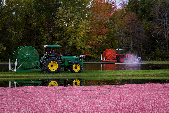 Saratoga Cranberry Harvest 2013-087