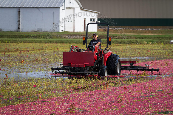 Saratoga Cranberry Harvest 2013-129