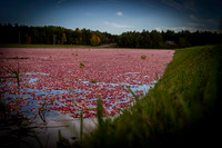 Saratoga Cranberry Harvest 2013-010