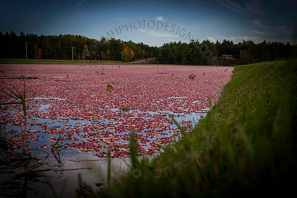 Saratoga Cranberry Harvest 2013-010