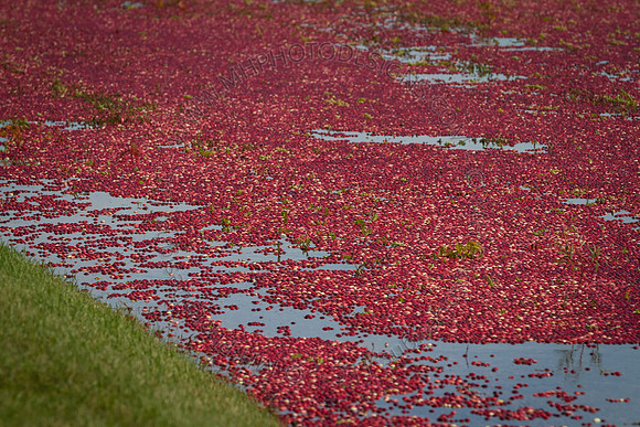 Saratoga Cranberry Harvest 2013-145