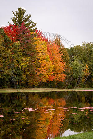 Saratoga Cranberry Harvest 2013-062