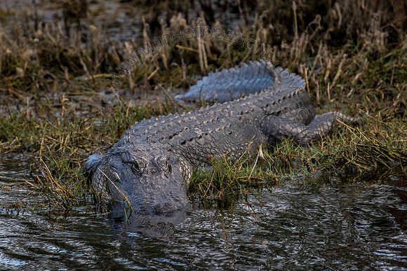 Florida Getaway 2015-033