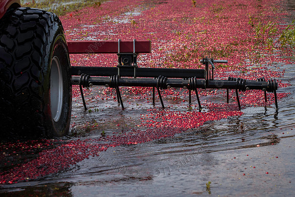 Saratoga Cranberry Harvest 2013-116