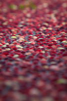 Saratoga Cranberry Harvest 2013-017