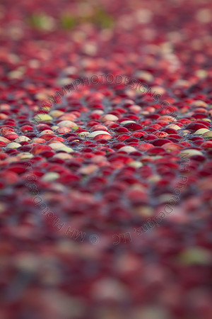 Saratoga Cranberry Harvest 2013-017