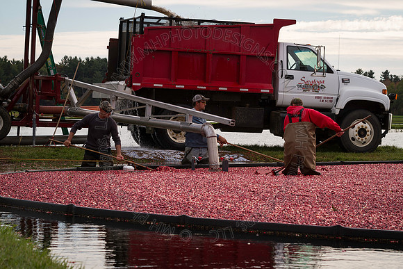 Saratoga Cranberry Harvest 2013-178