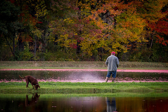 Saratoga Cranberry Harvest 2013-089