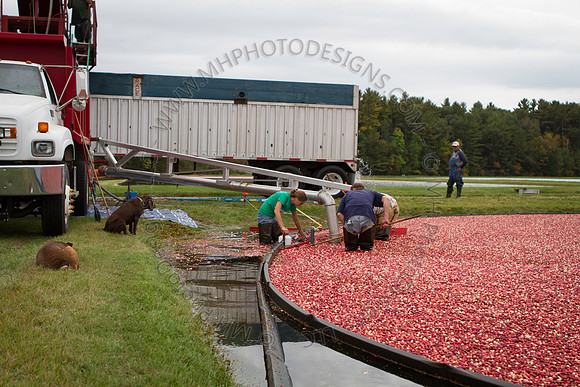 Saratoga Cranberry Harvest 2013-033
