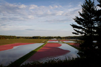 Saratoga Cranberry Harvest 2013-020