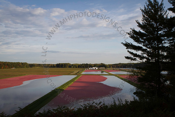 Saratoga Cranberry Harvest 2013-020