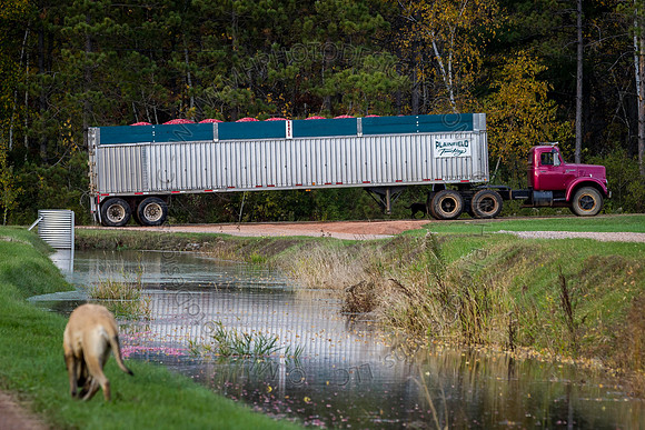 Saratoga Cranberry Harvest 2013-192
