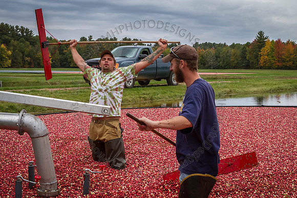 Saratoga Cranberry Harvest 2013-047