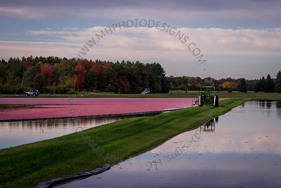 Saratoga Cranberry Harvest 2013-092