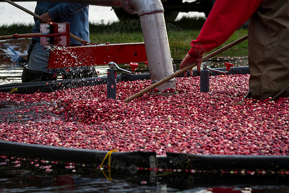 Saratoga Cranberry Harvest 2013-189