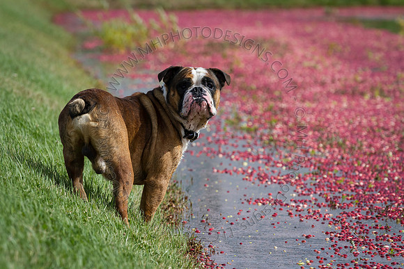 Saratoga Cranberry Harvest 2013-125