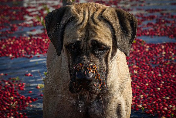 Saratoga Cranberry Harvest 2013-153