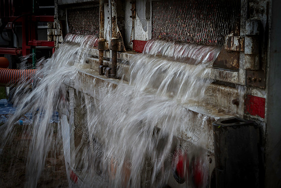 Saratoga Cranberry Harvest 2013-050