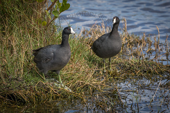 Florida Getaway 2015-019