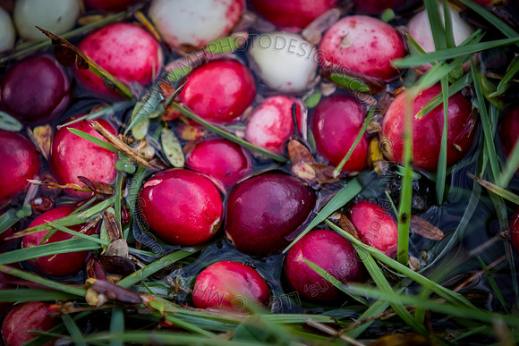 Saratoga Cranberry Harvest 2013-070
