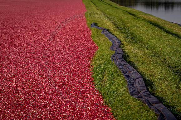 Saratoga Cranberry Harvest 2013-102